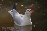 Larus cirrocephalus - Grey-headed Gull