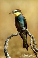 Merops apiaster - Bee-eater