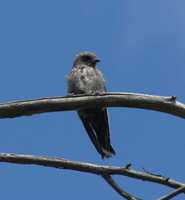Artamus superciliosus - White-browed Woodswallow