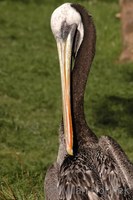 Pelecanus occidentalis thagus - Peruvian Pelican