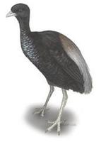 Image of: Psophia crepitans (grey-winged trumpeter)