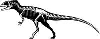 Carcharodontosaurus skeleton