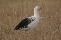 Andean Goose - Chloephaga melanoptera