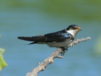 White-throated Swallow - Hirundo albigularis