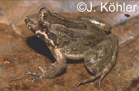 : Leptodactylus griseigularis