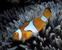 : Amphiprion percula; Orange Clownfish