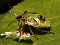 : Acrosternum hilare; Green Stinkbug (nymph)