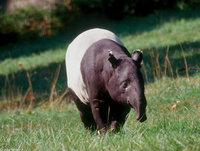 : Tapirus indicus; Malayan Tapir