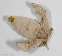 : Bombyx mori; Silkworm, Silkmoth