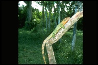 : Dracena guianensis; Caiman Lizard