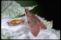: Uresiphita reversalis; Genista Broom Moth
