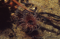 : Phyllactis sp.; Sand Anemone