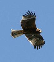 흰점어깨수리 Booted Eagle Hieraaetus pennatus