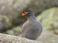 Crested Auklet (Gambell)