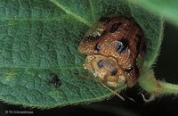 Cassidinae - Tortoise Beetles