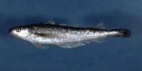 Merluccius bilinearis, Silver hake: fisheries