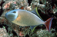 Xanthichthys mento, Redtail triggerfish: aquarium