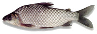 Prochilodus reticulatus, Colombian bocachico: fisheries, aquaculture