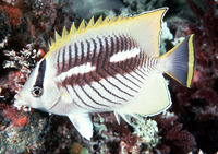Chaetodon trifascialis, Chevron butterflyfish: aquarium