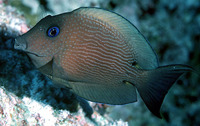 Ctenochaetus binotatus, Twospot surgeonfish: aquarium