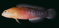 Pseudochromis tapeinosoma, Blackmargin dottyback: