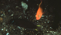 Pseudochromis steenei, Lyretail dottyback: