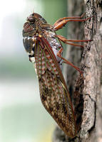 Image of: Cicadidae (cicadas)