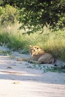 Panthera leo bleyenberghi - Katanga Lion