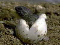 Image of: Chelydra serpentina (snapping turtle)
