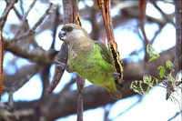 Brown-headed Parrot - Poicephalus cryptoxanthus