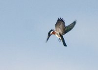 Amazon Kingfisher - Chloroceryle amazona