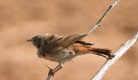 Asian Desert Warbler - Sylvia nana