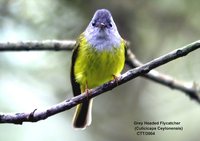 Gray-headed Canary-flycatcher - Culicicapa ceylonensis