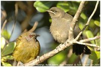 New Zealand Bellbird - Anthornis melanura