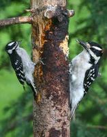A not often captured event. Downy female on left and a Hairy male on right. This shot should giv...