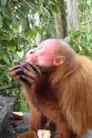 Amazonian red uakari monkey with aguaje fruit
