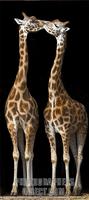 Two giraffe form the number 11 stock photo