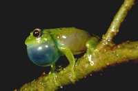 : Boophis ankaratra; Ankaratra Green Treefrog