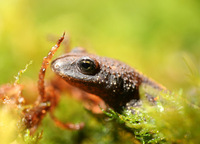 : Calotriton asper; Pyrenean Brook Salamander
