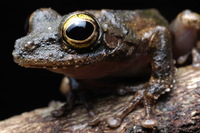: Rhacophorus appendiculatus; Rough-armed Tree Frog