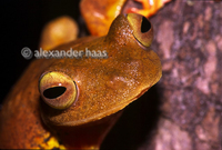 : Rhacophorus pardalis; Gliding Tree Frog