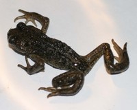 : Scutiger sp.