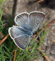 : Agriades glandon ssp. podarce; Sierra Arctic Blue