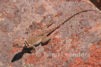 : Crotaphytis collaris