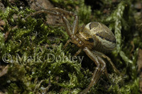: Xysticus species; Crab Spider