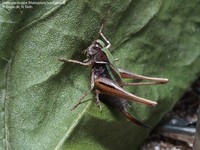 Hedegræshoppe (Metrioptera brachyptera)  Foto/billede af