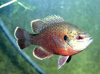 Lepomis punctatus, Spotted sunfish: