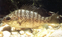 Lepomis microlophus, Redear sunfish: gamefish