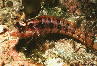 Alloclinus holderi, Island kelpfish: