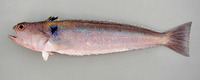Trachinus armatus, Guinean weever: fisheries